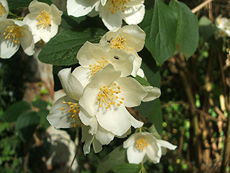 Philadelphus Coronarius