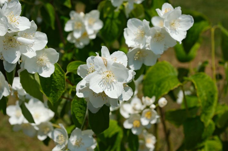 philadelphus inodorus