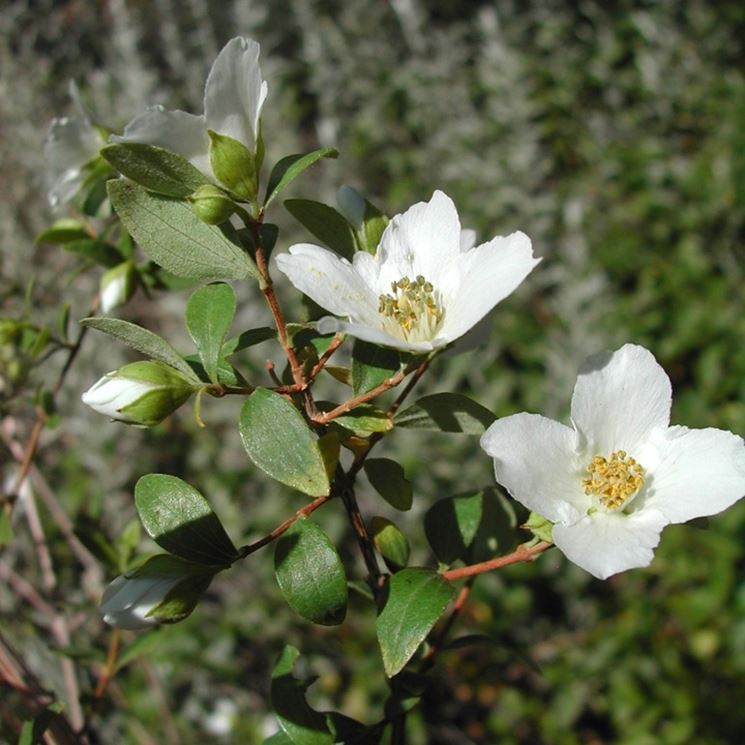 Philadelphus microphillus