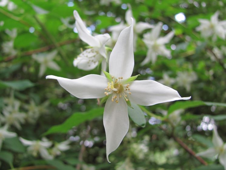 Philadelphus pubescens