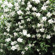 philadelphus