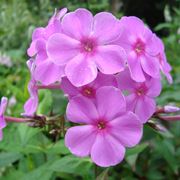 Phlox