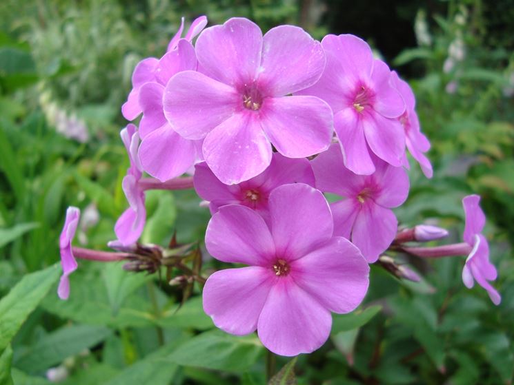 Phlox