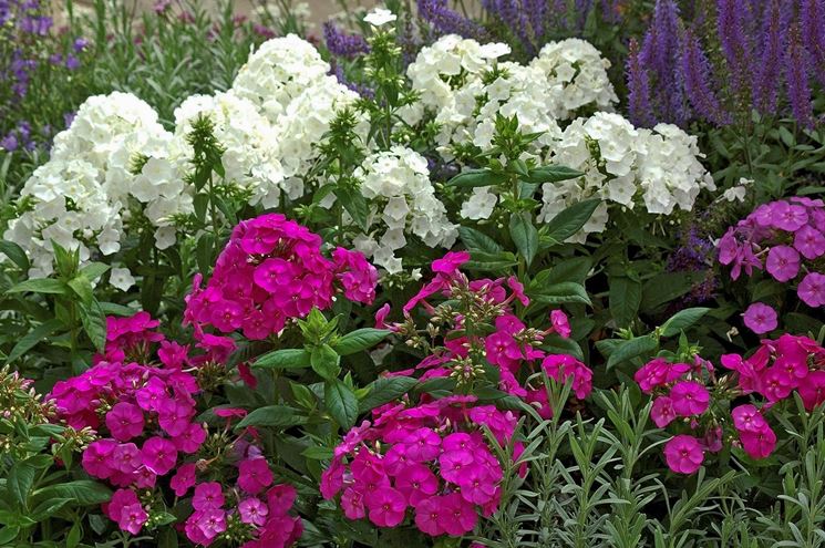 phlox