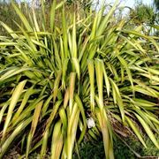 Phormium 