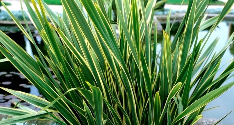 phormium