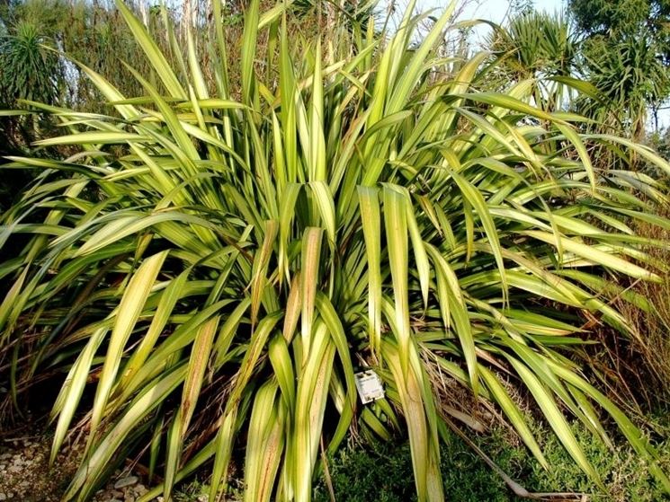 Phormium 