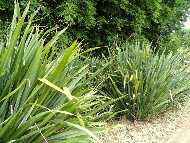 Phormium 