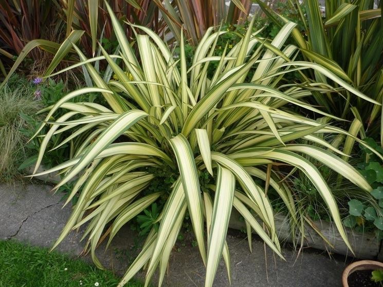 phormium