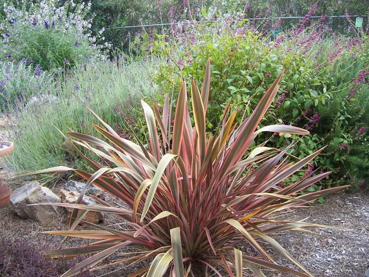 phormium striato