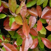 photinia 