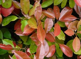 Photinia x fraseri 