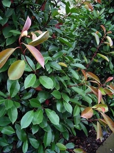 photinia fraseri red robin