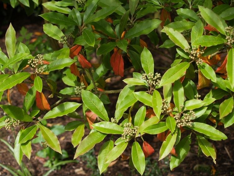 photinia davidiana