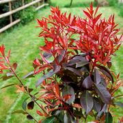 photinia in vaso