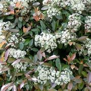 photinia red robin