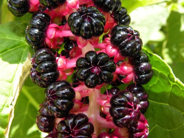Fitolacca