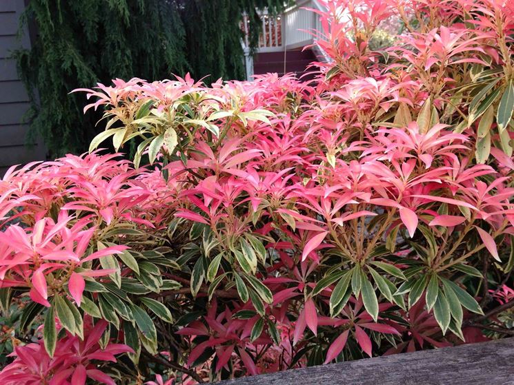 Pieris japonica