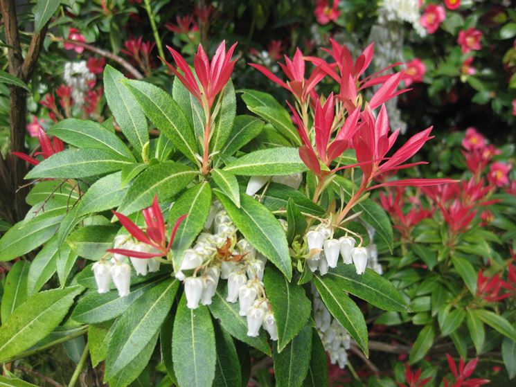 Pieris Floribunda