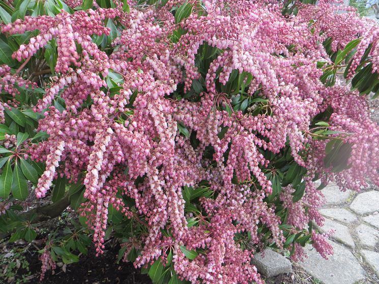 Pieris formosa