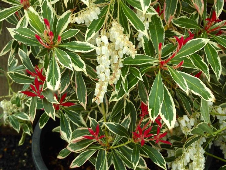 Pieris 