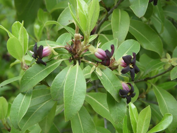 Pittosporum crassifolium