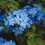 Plumbago