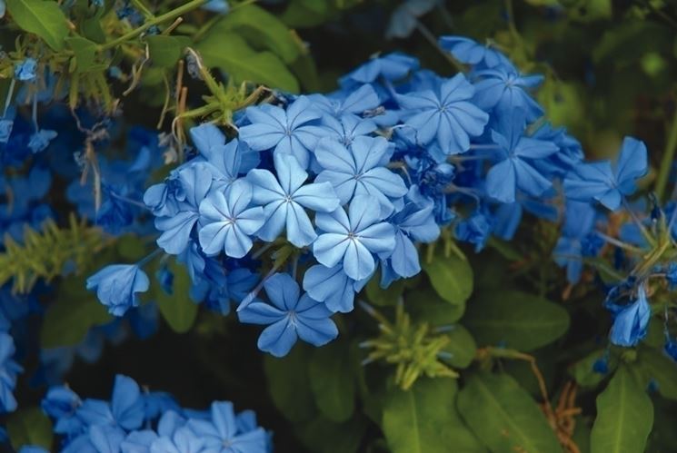 Plumbago