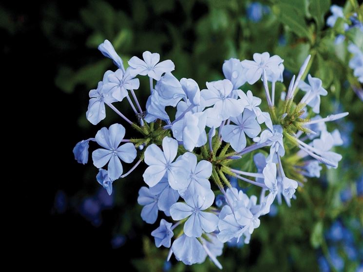 I fiori di Plumbago