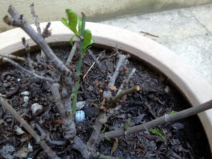 Potatura plumbago