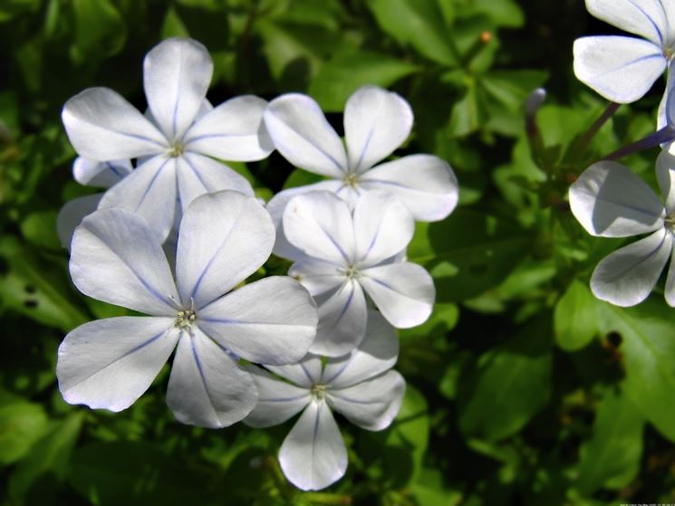 fiori plumbago