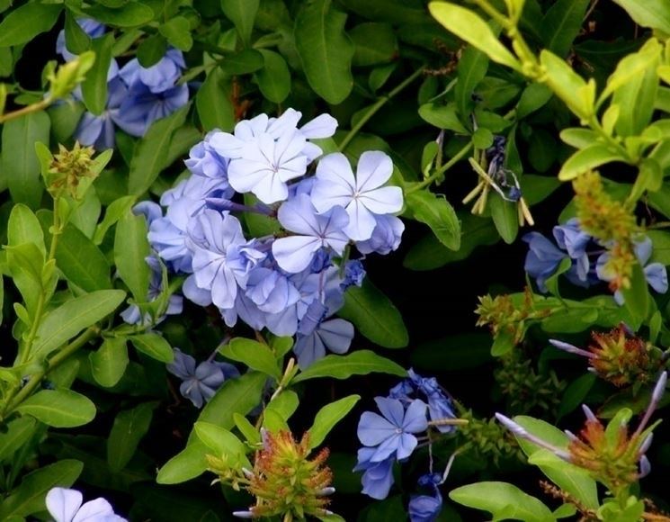 plumbago larpentae