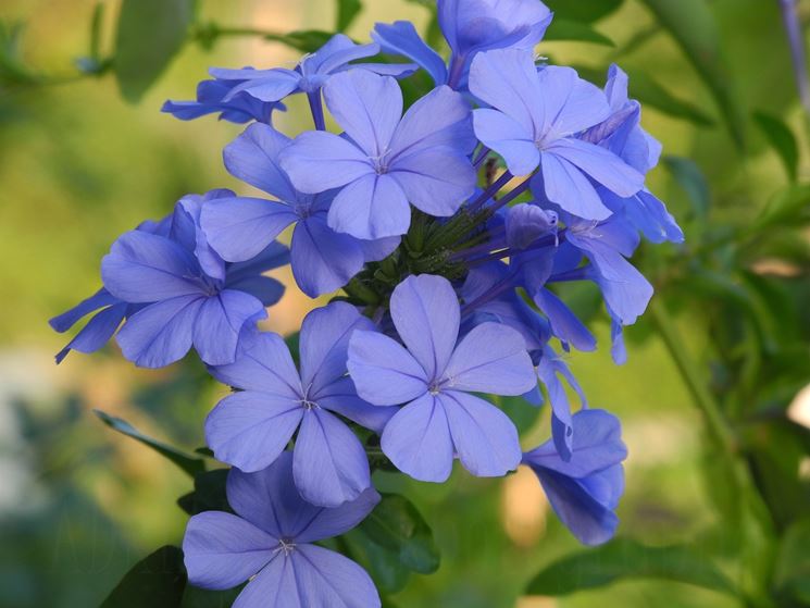 Risultati immagini per gelsomino azzurro