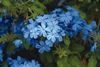 Plumbago