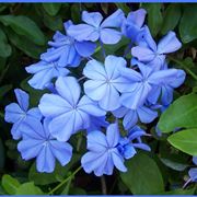 plumbago capensis