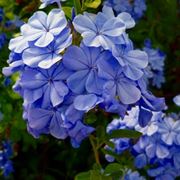 plumbago prezzo