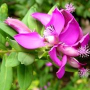 Poligala myrtifolia