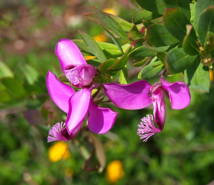 Poligala mirtifolia