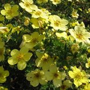 potentilla fructicosa red ace