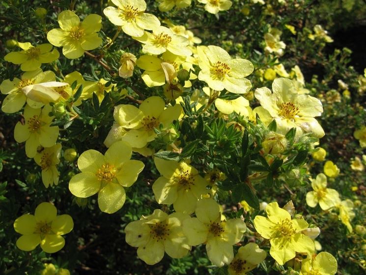 potentilla fructicosa red ace