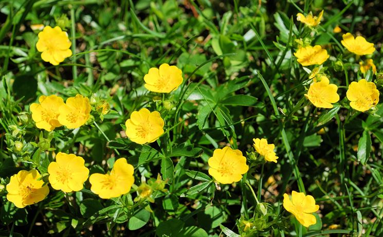 potentilla aurea