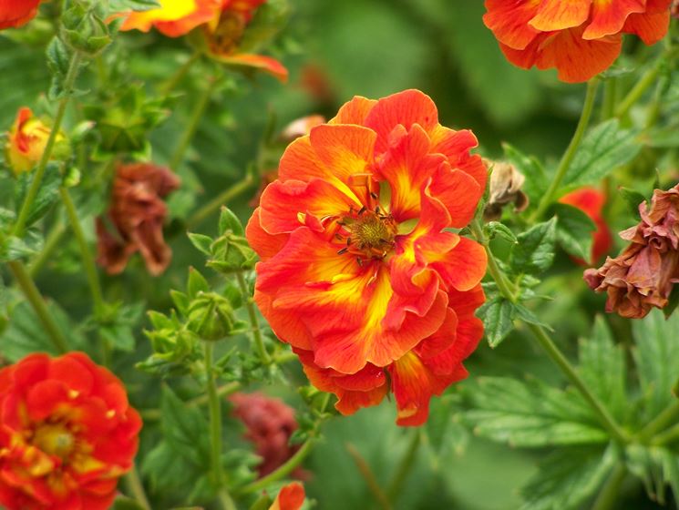 potentilla scarlatta