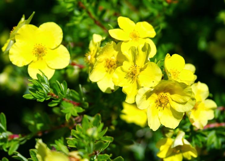 rusticit potentilla