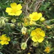 potentilla