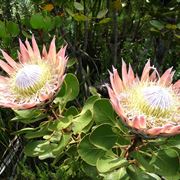 Protea