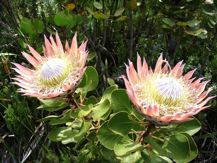 Protea