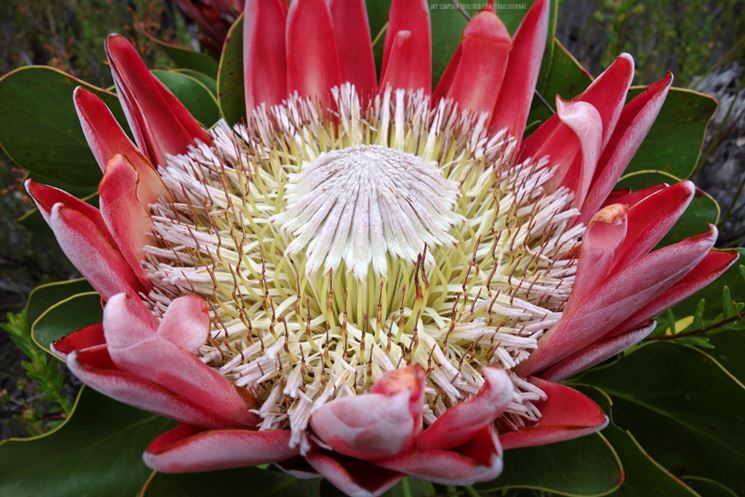 Protea