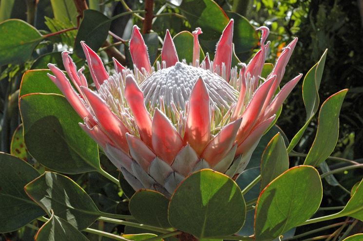 protea cynaroides