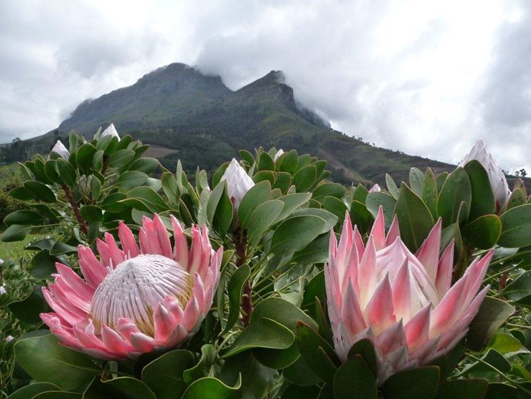 protea