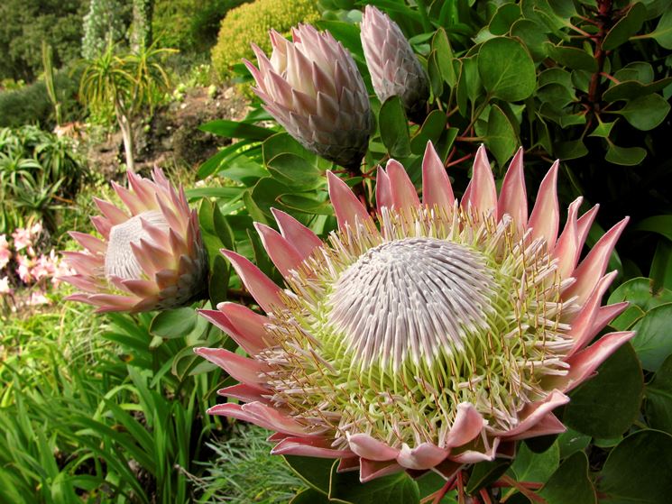 protea